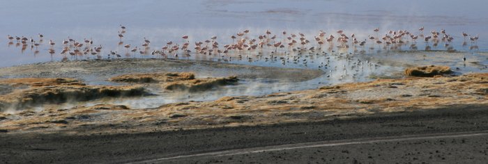 Bolivie Salar Uyuni Lagune Flamants Roses Ekla